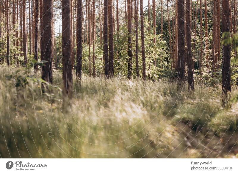 Sommerlicher Kieferwald mit Gras Wald Kiefern Kiefernwald Brandenburg Natur Außenaufnahme Baum Landschaft Umwelt Menschenleer Farbfoto Tag grün Holz braun