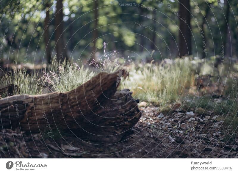 Gräser hinter einem Baumstamm im Wald liegend versteckt zart Sonnenlicht hell dunkel Kontrast Waldboden Natur Menschenleer Außenaufnahme Farbfoto Schatten Licht