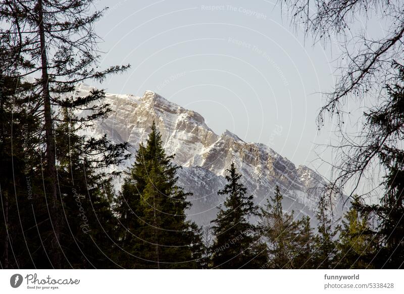 Schneebedecktes Bergmassiv mit Tannen im Vordergrund Alpen Winter Schneebedeckte Gipfel Berge u. Gebirge Außenaufnahme Landschaft Natur Menschenleer Tag Felsen