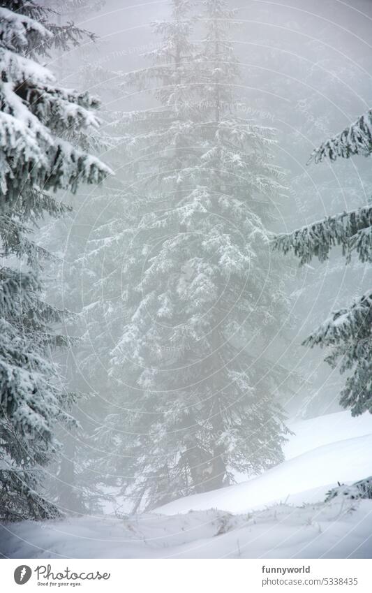 Schneebedeckter Baum im Nebel Winter schneebedeckt Tannenbaum Weihnachten Weihnachtsbaum Christbaum Weihnachten & Advent düster nebelig winterlich einsam still