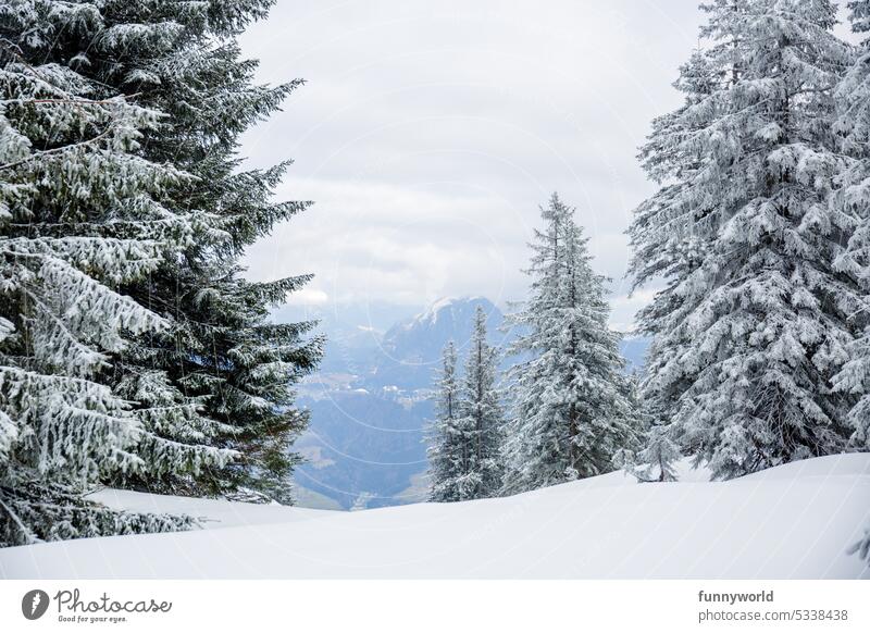 Schneebedeckte Tannenbäume in den Bergen Weiß Verschneit Frost Schneehaube Winterzauber Winterlandschaft Eisig Kalt Frostig Winterflair Märchenhaft