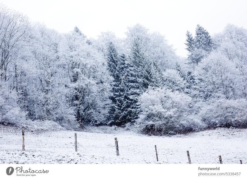 Winterlicher Waldrand Frost Eis Schnee schneebedeckte Bäume verschneiter Wald Winterzauber Winteridylle weiße Pracht kaltes Wetter Naturschönheit