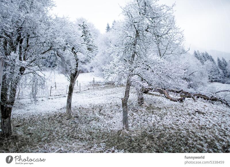 Winterliche Landschaft mit verschneiten Bäumen Schnee Wintertag Winterstimmung winterlich weiß kalt Winterspaziergang Zweige u. Äste Natur Schneelandschaft