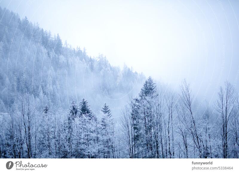 Schneebedeckte Baumwipfel Winter kalt Frost Nebel Außenaufnahme weiß Menschenleer Wald Tag Natur grau Wetter verschneit Hang Winterwald Nebelwald Winternebel