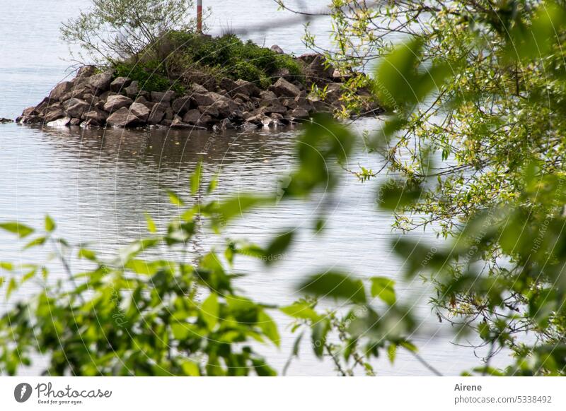 MainFux | Isle of Main Fluss Wasser ruhig Natur Flussufer Landschaft Auwald Ufer Flussfahrt Ruhe entspannend Insel Felseninsel bewachsen grün Gebüsch Blätter