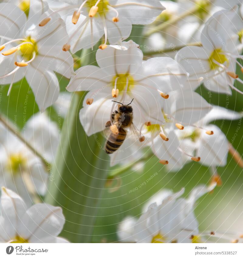 Wespentaille durch | kalorienarm(e) Ernährung Biene Blume Natur fleißig Duft nachhaltig natürlich genießen Lebensfreude Arbeit & Erwerbstätigkeit Pflanze