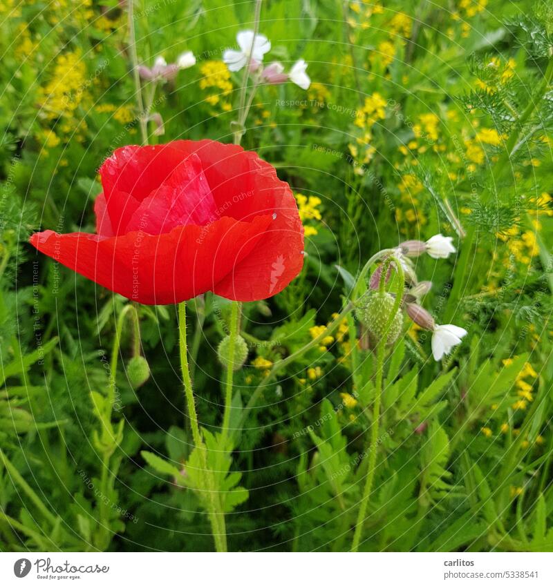Mohntag am Dienstag | einsame Schönheit, ich hatte ein Foto für sie Blume Blüte rot Sommer Natur Pflanze Mohnblüte Klatschmohn Wiese Feld Idylle Wildpflanze
