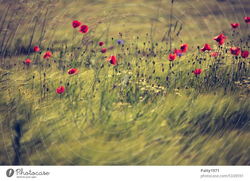 Roter Mohn im Weizenfeld wiegt sich im Wind Klatschmohn Feld Bewegung Schwache Tiefenschärfe Landschaft Idylle Pflanze Blume Sommer rot verträumt Mohnblüte