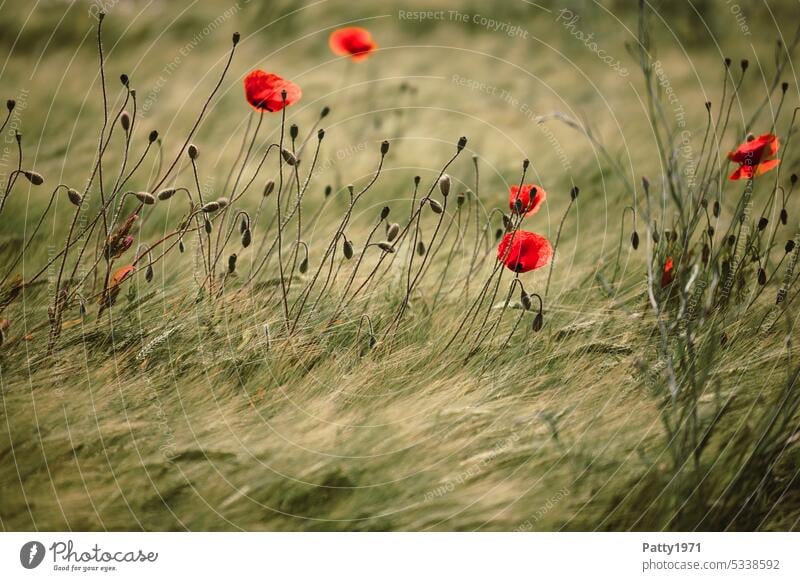 Roter Mohn im Weizenfeld wiegt sich im Wind Feld Bewegung Schwache Tiefenschärfe Klatschmohn rot Idylle Mohnblüte Pflanze Blume Landschaft Blüte Natur Sommer