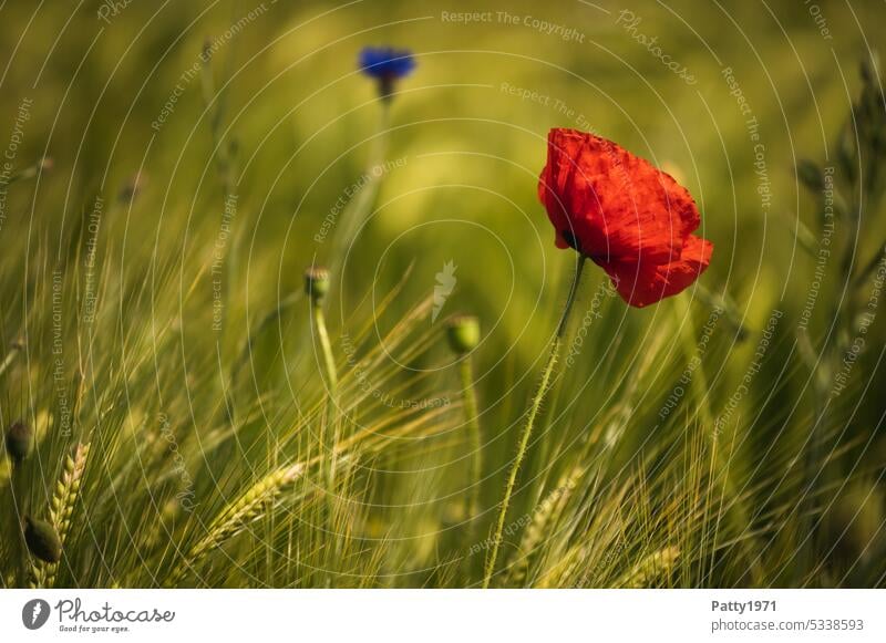 Roter Mohn blüht im Weizenfeld Blume Mohnblüte Klatschmohn Pflanze rot Sommer Feld Landschaft Natur Schwache Tiefenschärfe Blüte Ähre Idylle