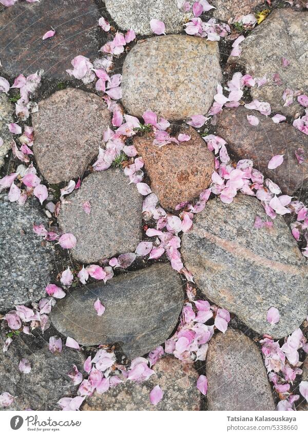 Abstrakter Frühlingshintergrund. Rosa Blütenblätter fallen auf dem Steinpflaster. abstrakt Hintergrund rosa fallend Natur Saison geblümt abstrakter Hintergrund