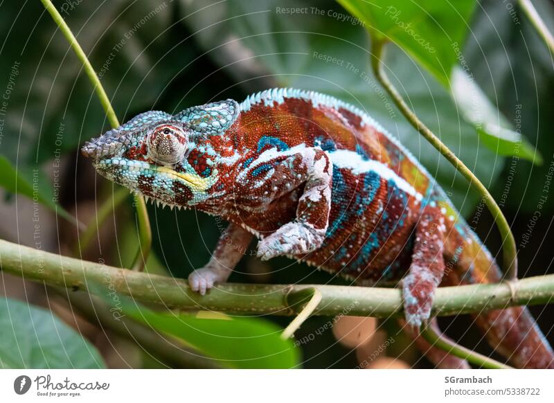 Chamäleon - Pantherchamäleon auf Zweig Reptil Tier Farbfoto Nahaufnahme Tierporträt exotisch beobachten Wildtier mehrfarbig tropisch anpassungsfähig Urwald