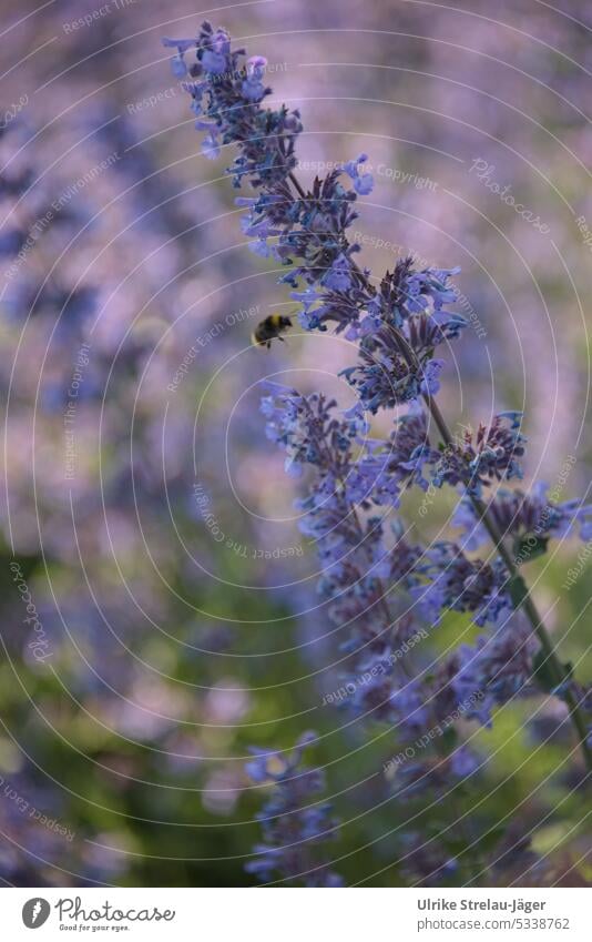 Katzenminze mit Hummel im Abendlicht Nektar Blüten blühend sammeln blau violett fliegen fliegend Insekt Garten Pflanze Duft bestäuben Tier fleißig Pollen Natur