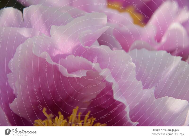 Paeonia / ein Meer aus rosa Wellen Strauch-Pfingstrose Blüte Blütenblatt Blütenblätter Staubgefäße gelb blühend erblüht erblühen geöffnet Nahaufnahme Frühling