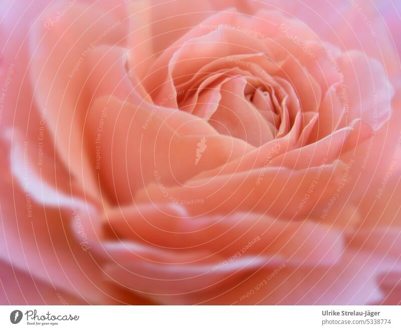 apricotfarbene Rose | Blick aus das Wesentliche Blüte Rosenblüte Pflanze Romantik blühend Unschärfe Blütenblatt Blütenblätter Detailaufnahme Nahaufnahme
