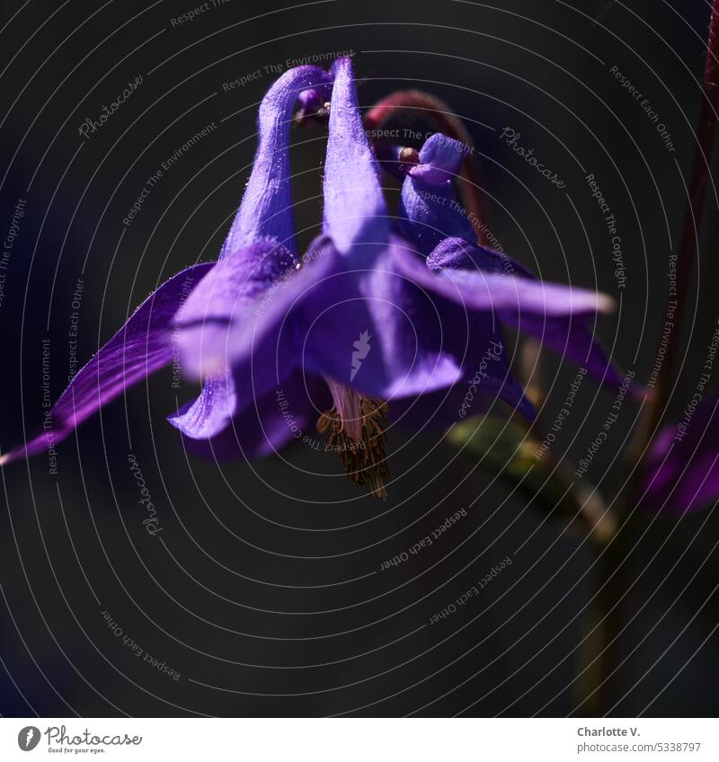 Akelei in Violett | Aquilegia vulgaris Blume Farbfoto Pflanze Blüte Natur Blühend Detailaufnahme Gartenblume zart violett lila Lila Blume Blütenkelch