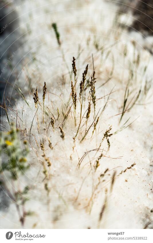 Sommerschnee Pflanzen Gras Pappelsamen grün Umwelt Außenaufnahme Menschenleer Wachstum Pappelschnee Pappelflaum Farbfoto natürlich Pappel-Baumwolle Samen