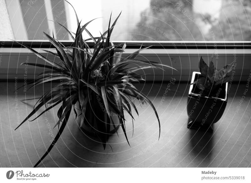 Sukkulente und eine andere Topfpflanze auf der Fensterbank im Treppenhaus eines alten Mietshaus im Nordend von Frankfurt am Main in Hessen in neorealistischem Schwarzweiß