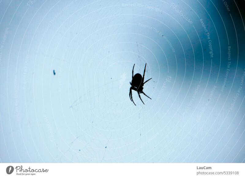 Spinne im Netz Spinnennetz düster dunkel Insekt Natur Beine Panik Angst Spinnenbeine Spinnenphobie Ekel gruselig Warteposition