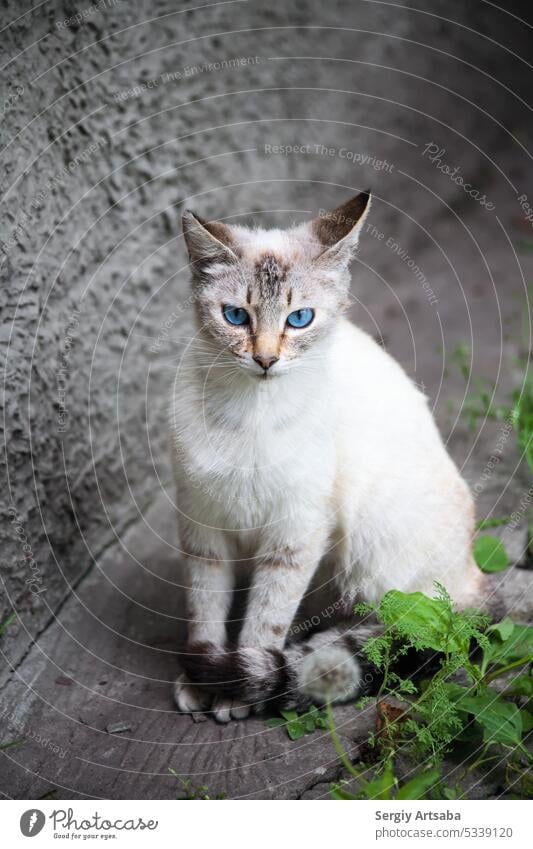 Katze mit blauen Augen charmant Krallen Säugetier grün weiß Pfote neugierig Leitwerke Kätzchen Ball Wolle Kurzhaar Fell Fleischfresser katzenhaft Haushalt grau