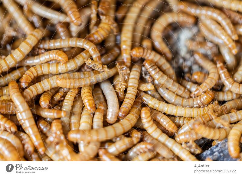 Proteine in Form von vielen Mehlwürmern Mehlwurm orange Farbe Übelriechend Bodenbelag dreckig Ernährung verfaulen Tod braun Panik Angst Zophobas Tier Geruch