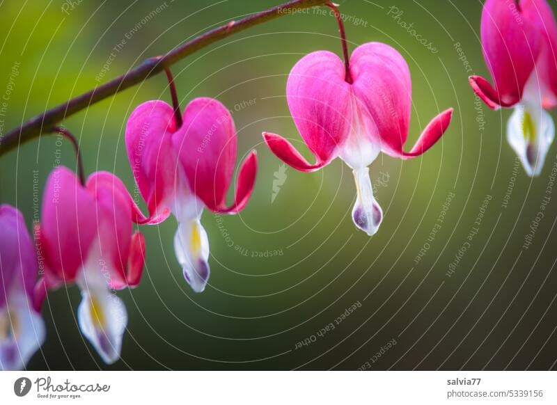 öffne dein Herz Blume Blüte blühend Tränendes Herz Natur Pflanze Frühling Menschenleer Garten Detailaufnahme Makroaufnahme Schwache Tiefenschärfe Farbfoto