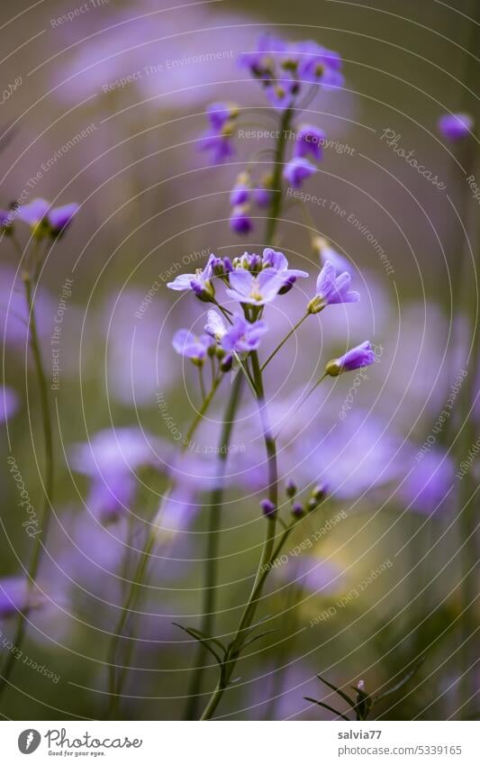 lila Wiesenblümchen Wiesenschaumkraut Schaumkraut blasslila Frühling Außenaufnahme Schwache Tiefenschärfe Blühend Pflanze Natur violett Farbfoto Blume Blüte