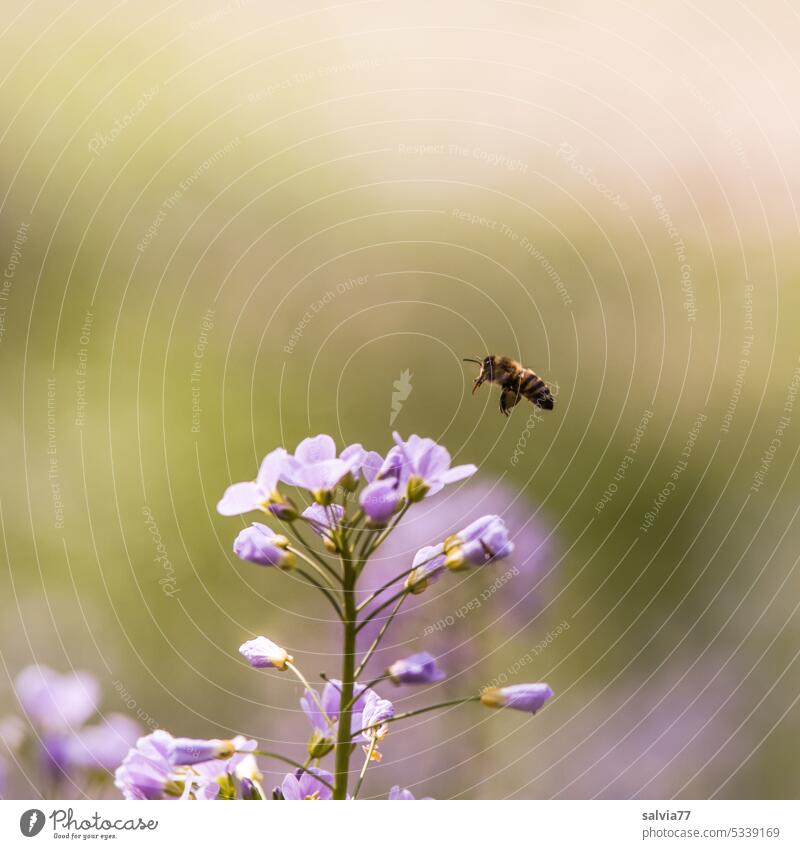 Biene fliegt auf lila Blümchen Natur fliegend Blume Wisenschaumkraut Pflanze Blüte Honigbiene Blühend Farbfoto Duft fleißig Insekt Nektar Nutztier Pollen Wiese