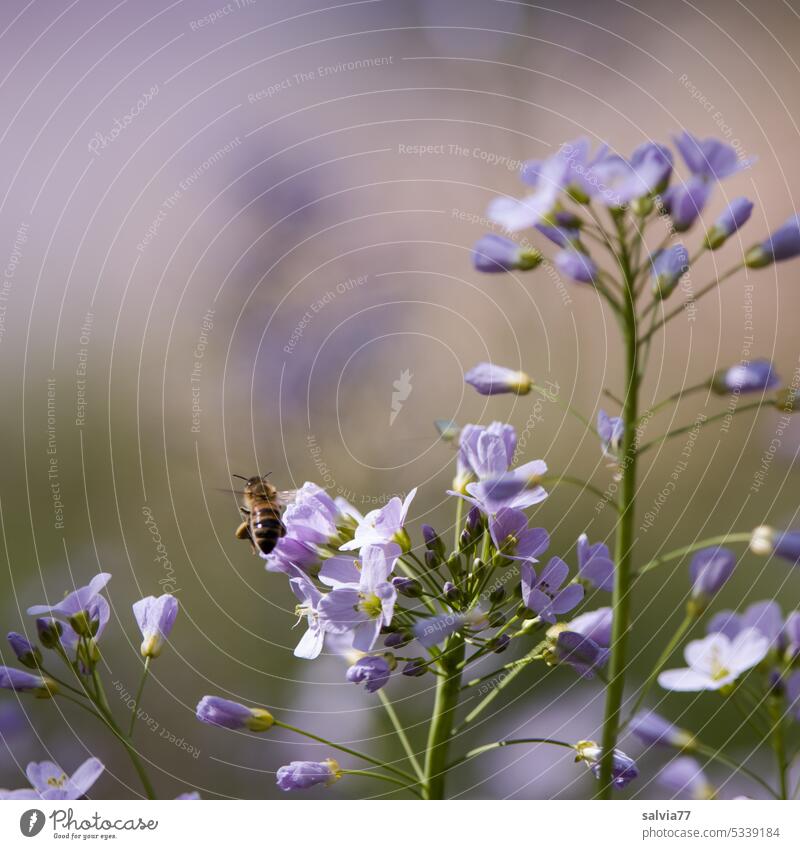 fleißiges Bienchen Biene Blume Wiesenschaumkraut Blüte Pflanze Insekt Blühend Natur Duft bestäuben Nutztier Honigbiene Nektar Frühling Menschenleer