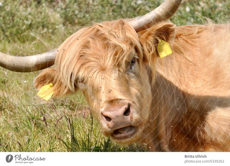 Guckendes Rind Kuh Tier Natur Weide Außenaufnahme Tierporträt grün braun Menschenleer Wiese Landschaft natürlich Umwelt Farbfoto Biologische Landwirtschaft Tag