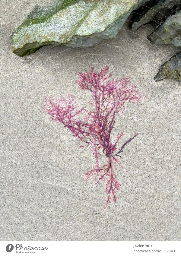eine rosa Alge, gestrandet auf dem Sand des Strandes neben einigen Felsen, Ebbe, Gelidium sesquipedale Algen Seegras Saum Seeküste purpur Pflanze Farbe Ufer