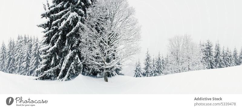 Verschneite Landschaft kalt panoramisch Cloud Eis Berge u. Gebirge verschneite Frost schön Winter weiß Schnee Natur reisen Wetter bedeckt Wald malerisch