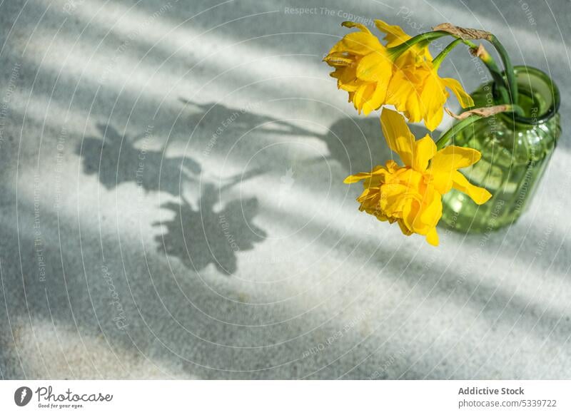 Vase mit leuchtend gelben Narzissenblüten Blume Blütezeit Frühling Aroma Hintergrund schön Keramik abschließen Beton tagsüber Dekor Dekoration & Verzierung
