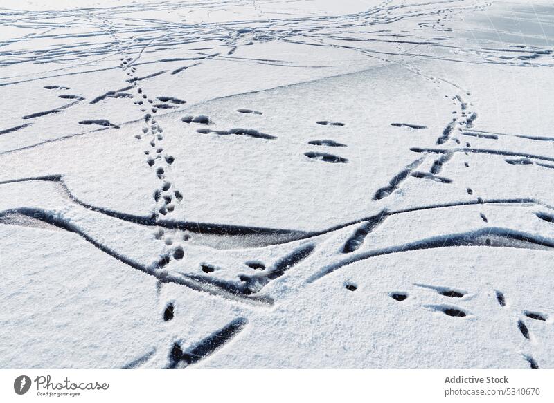 Menschliche Fußabdrücke auf schneebedecktem Eis menschlich Fußspur Schnee Winter Nachlauf fangen See anders Natur kalt weiß Saison Frost Spaziergang Schritt