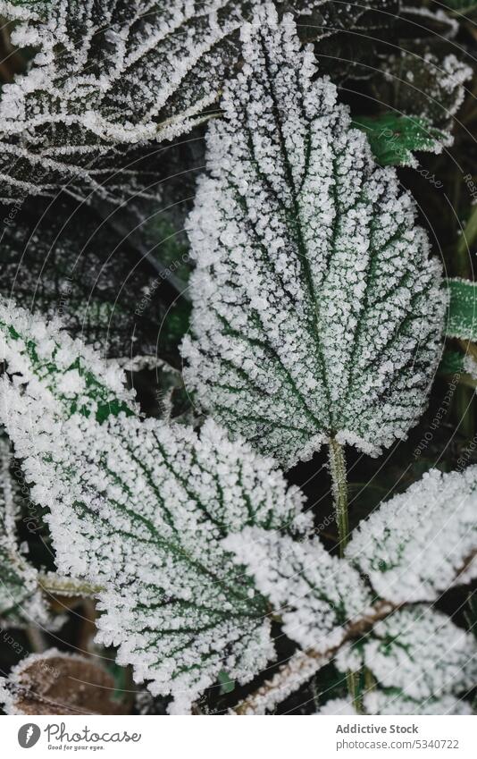Laub in Reif einfrieren Laubwerk Reim Winter Nessel grün Blatt bedeckt verwirrend verschneite wachsend Garten Park Natur Schnee Saison kalt fallen weiß Hecke