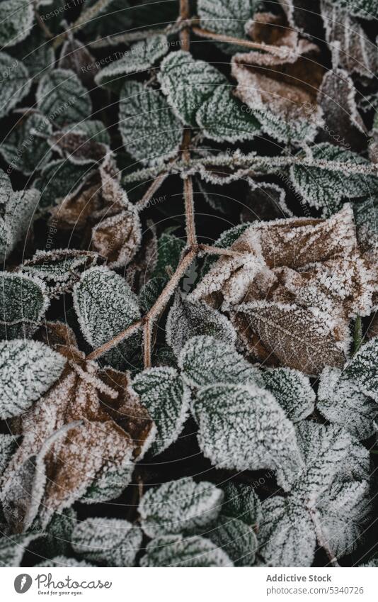 Laub in Reif einfrieren Laubwerk Reim Winter Nessel grün Blatt bedeckt verwirrend verschneite wachsend Garten Park Natur Schnee Saison kalt fallen weiß Hecke