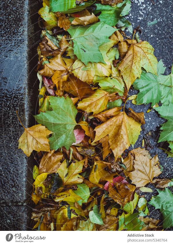 Hintergrund aus bunten, gefallenen Blättern farbenfroh Herbst Natur Umwelt Garten Haufen Oberfläche grün Außenseite Boden Straße gelb Park Farben Textur nass