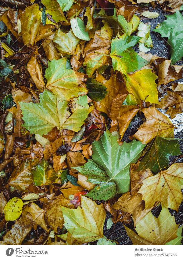 Hintergrund aus bunten, gefallenen Blättern farbenfroh Herbst Natur Umwelt Garten Haufen Oberfläche grün Außenseite Boden Straße gelb Park Farben Textur nass