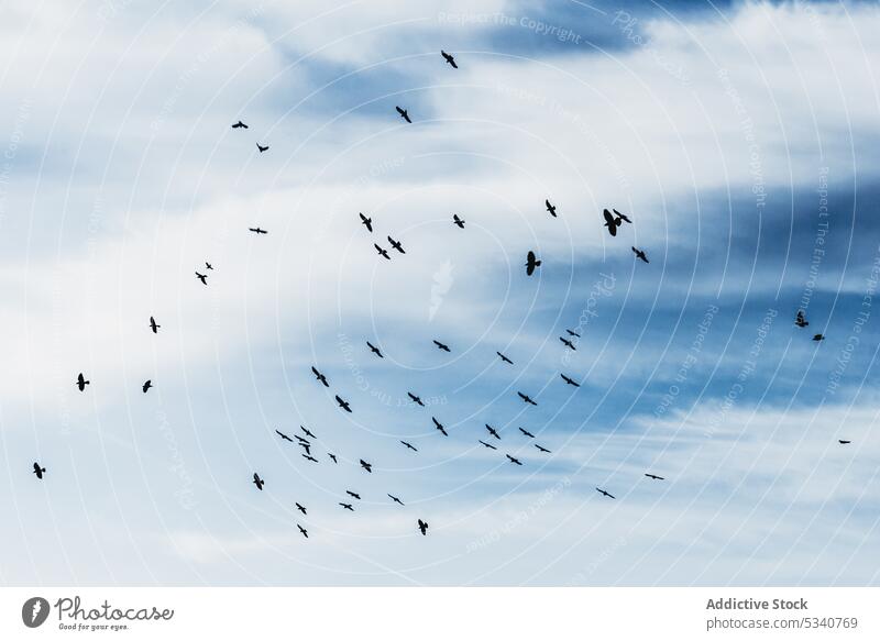 Fliegender Vogelschwarm am blauen Himmel Schwarm Vögel Flug Silhouette Fauna minimalistisch Panorama Natur Air Saison wild malerisch Höhe Migration ruhig