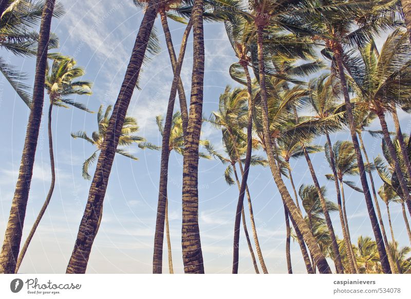 Palmen im Wind Ferien & Urlaub & Reisen Tourismus Sommer Strand Insel Natur Himmel Schönes Wetter Baum Glück schön natürlich Wärme gold grün Gelassenheit