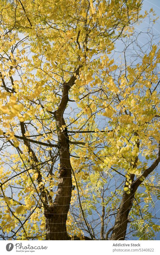Gelbe Blätter am Baum Herbst gelb Himmel übersichtlich blau Saison Natur Laubwerk hell golden Kofferraum Niederlassungen Flora Pflanze ländlich rustikal