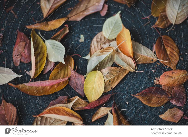 Herbstblätter auf dem Asphalt Blätter trocknen fallen Saison Natur Laubwerk Pflanze schön Park Farbe Umwelt organisch niemand Haufen Weg Straße Boden Landschaft