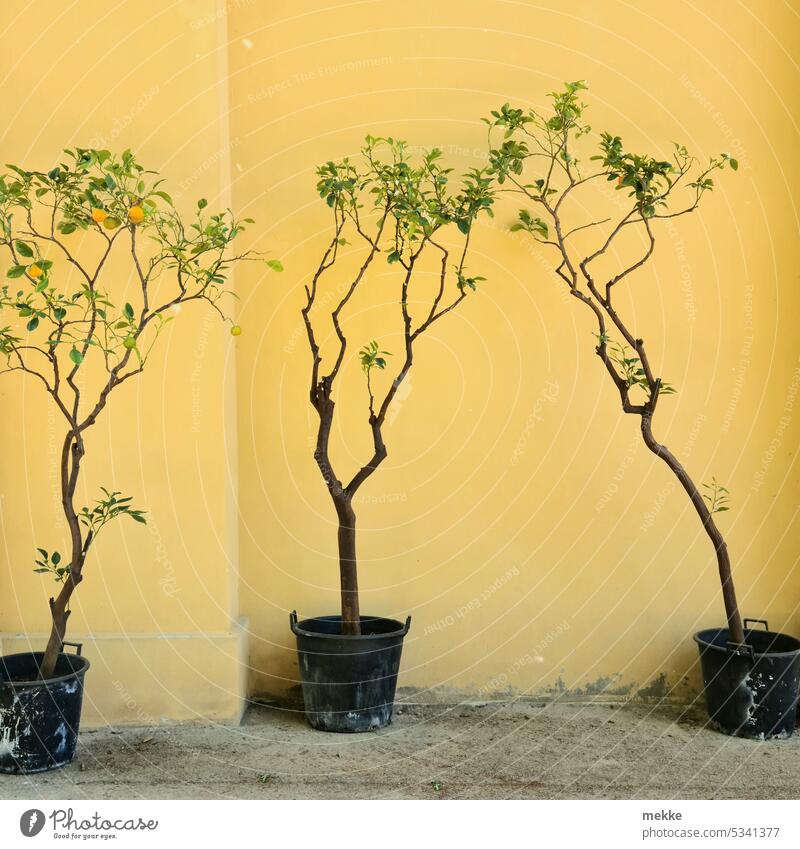 Die drei von der Orangerie Orangenbaum Baum Topf Topfpflanze Bäumchen Wand geld dürr Frucht Gesundheit Außenaufnahme Mauer Hauswand nebeneinander Frühling klein