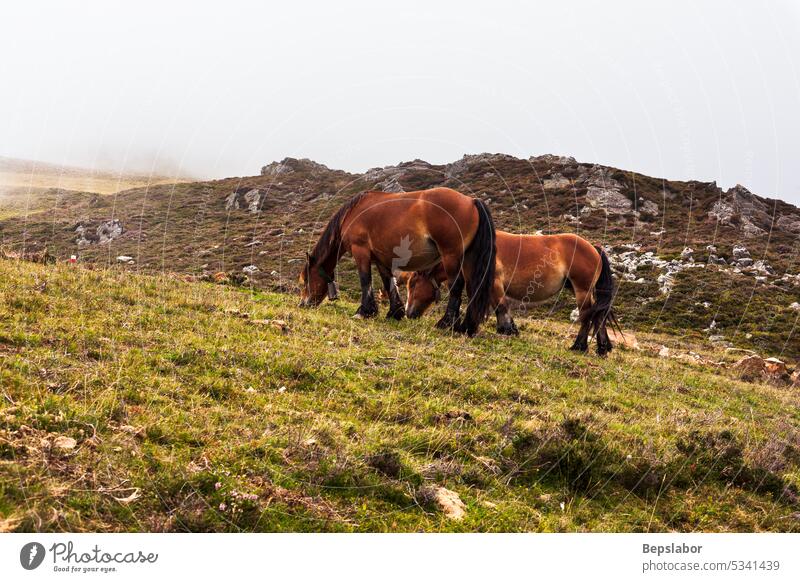 Weidende Pferde in den französischen Pyrenäen Natur Frankreich Säugetier Wiese Landschaft Tier Schönheit Gras Weidenutzung grün Borte Reiterin wild
