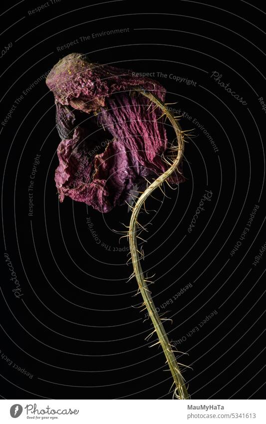 Trockene Farbe auf chenem Hintergrund rosa Pflanze Blume Blüte Natur Unschärfe Studioaufnahme Taschenlampe Mohnblume trocknen Blütenblätter Gartenblume