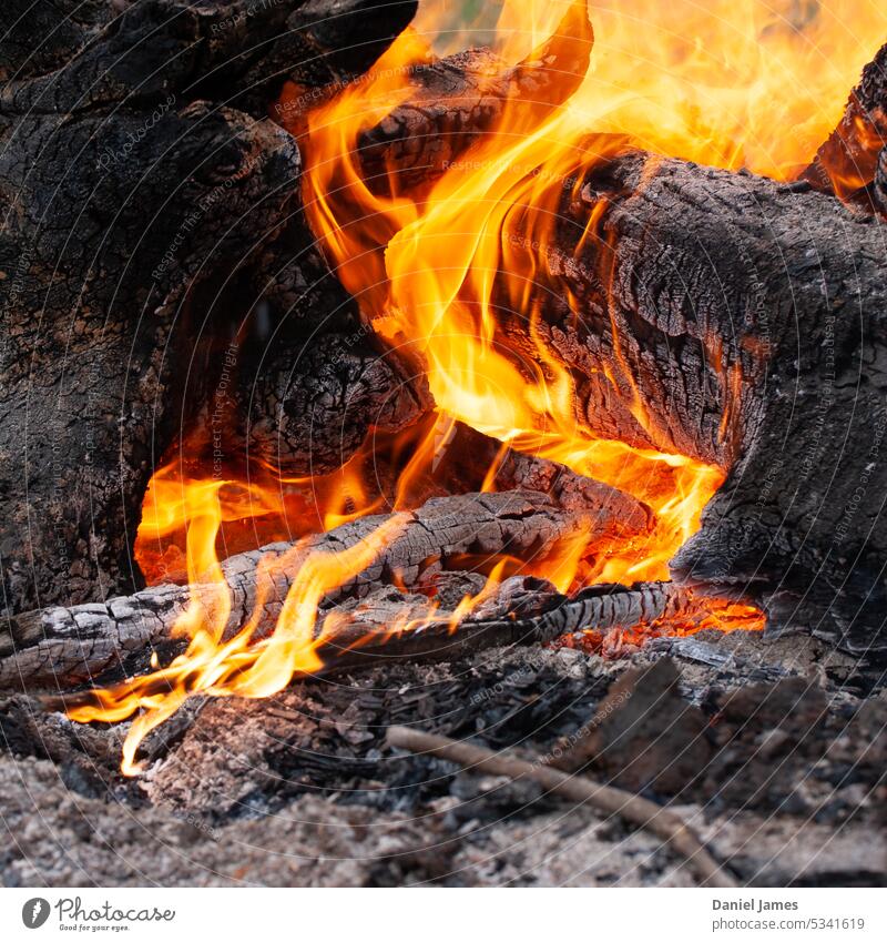 Sich kräuselnde, tanzende Flammen winden sich um verkohlte Holzscheite Feuer Brandwunde Totholz Nutzholz Holzkohle heiß Wärme orange Brandasche Asche glühend