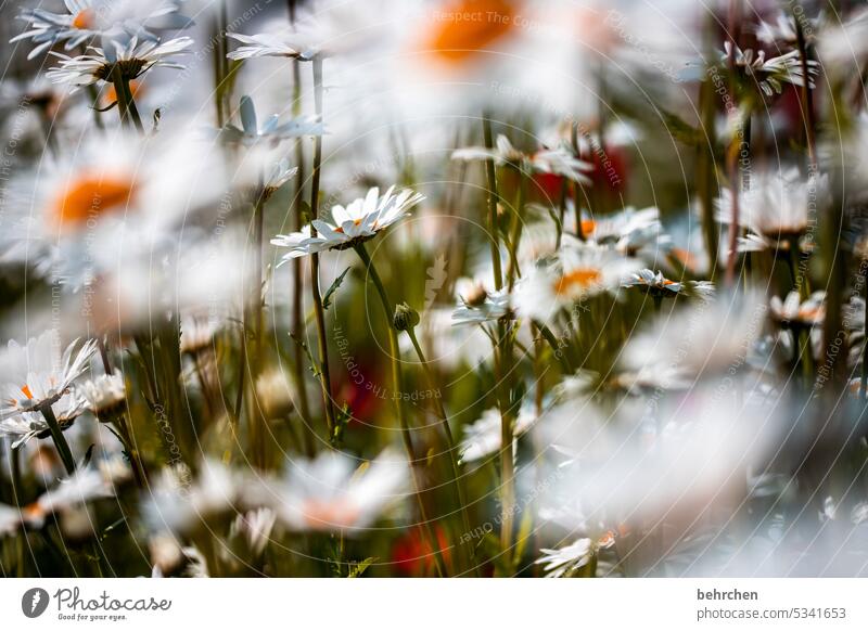 eintauchen Margarite Unschärfe Schönes Wetter Garten Sommer Blühend schön Außenaufnahme Blume Sonnenlicht Wiese Blütenblatt Wärme Umwelt Farbfoto wunderschön