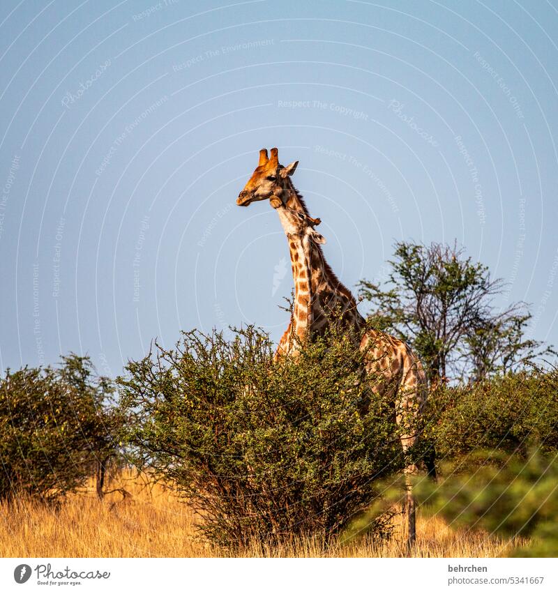 tierLIEBE Tierjunges Tierfamilie Kuscheln wild Namibia Außenaufnahme Afrika Ferne Fernweh Farbfoto Freiheit Ferien & Urlaub & Reisen Landschaft Abenteuer Natur