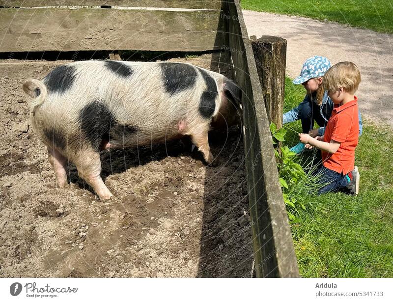 Zwei Kinder füttern ein geflecktes Schwein durch den Zaun des Auslaufs Sau Junge Mädchen Gras ansehen anschauen Holzbretter Weg Sonnenlicht Säugetier Glück