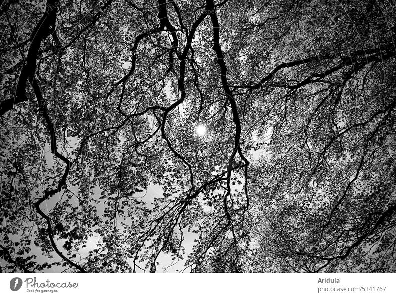Buchenblätterdach im Sonnenlicht s/w Blätter Baum Licht Natur Wald Blatt Außenaufnahme Gegenlicht Buchenwald Äste Äste und Zweige filigran grau